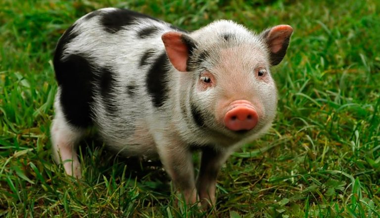 The Most Unusual Therapy Animals